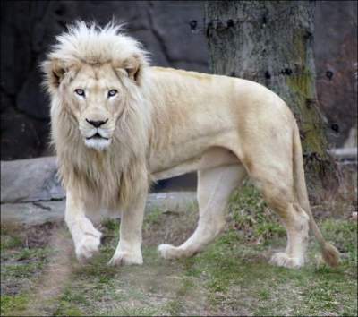 В ЮАР белый лев решил «подружиться» с туристами