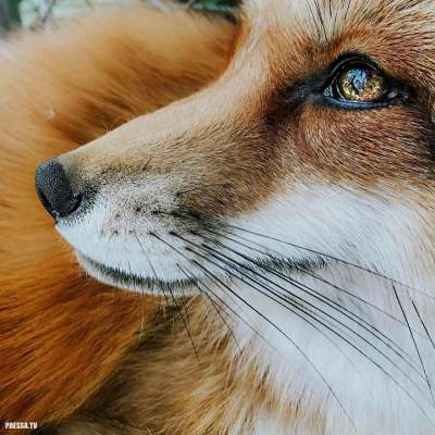 Жизнерадостная лисица покорила пользователей Instagram
