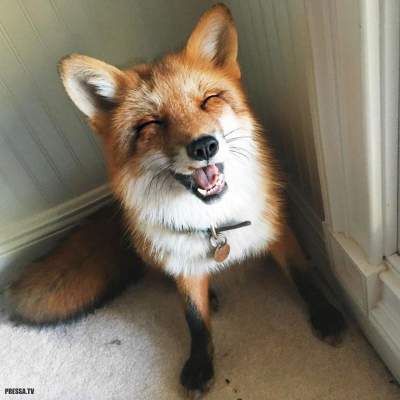 Жизнерадостная лисица покорила пользователей Instagram