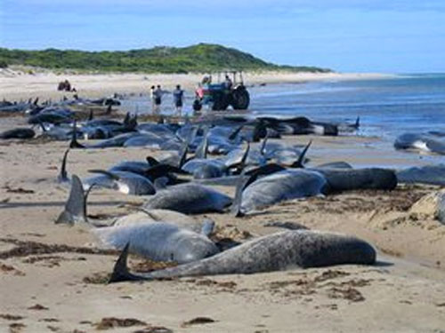 В Новой Зеландии десятки чёрных дельфинов выбросились на берег