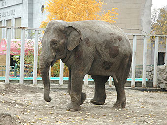 Харьковский зоопарк предложил посетителям купить слоновий навоз