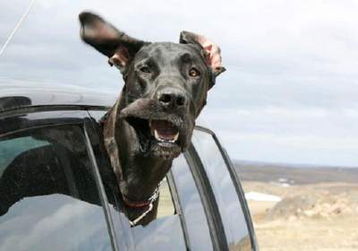 Реакция собак на ветер в забавных фотках