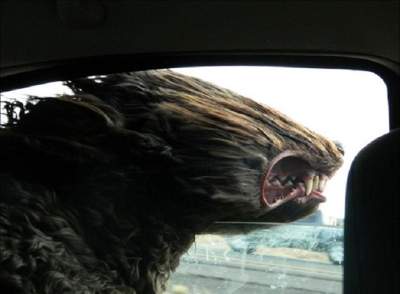 Реакция собак на ветер в забавных фотках
