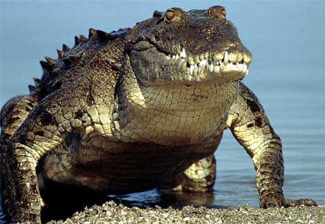 Обаму застраховали от нападения крокодилов