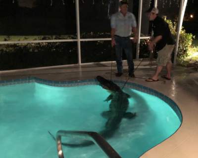 В США аллигатор пришел в гости к людям, чтобы искупаться в бассейне