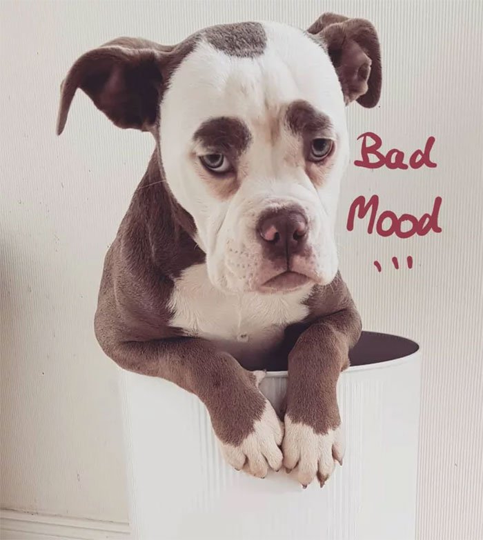 Самая грустно выглядящая собака Мадам Брови