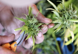 Гражданам Швейцарии разрешили выращивать марихуану для собственных нужд