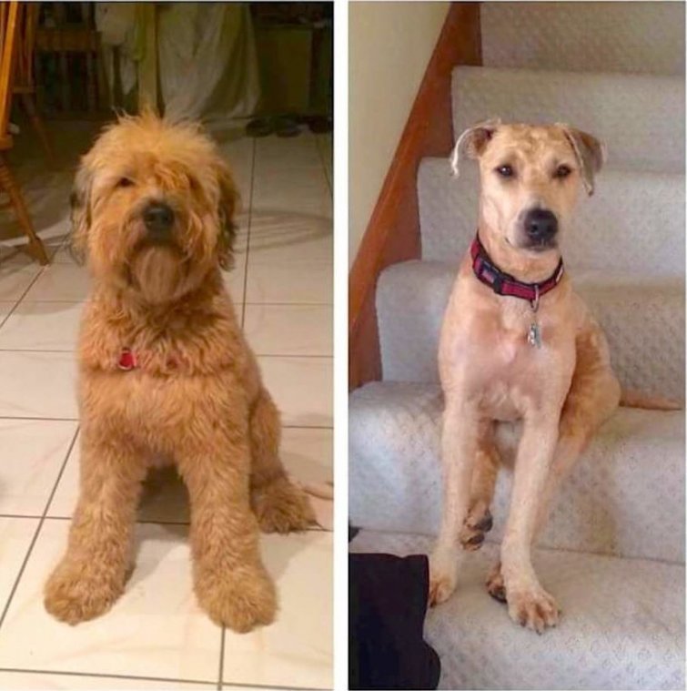 Лохматые собаки до и после стрижки