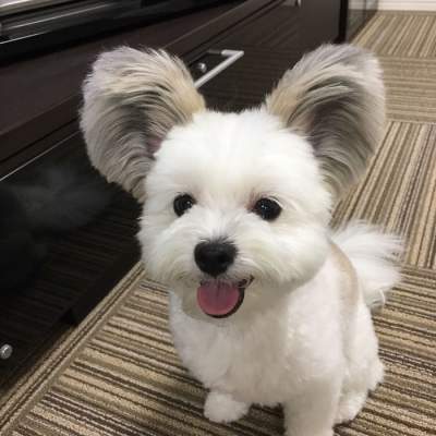 Собака с ушами Микки-Мауса стала новой звездой Сети