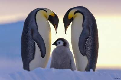 Умилительные снимки забавных пингвинов. Фото