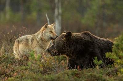 В Финляндии волчица подружилась с медведем. Фото