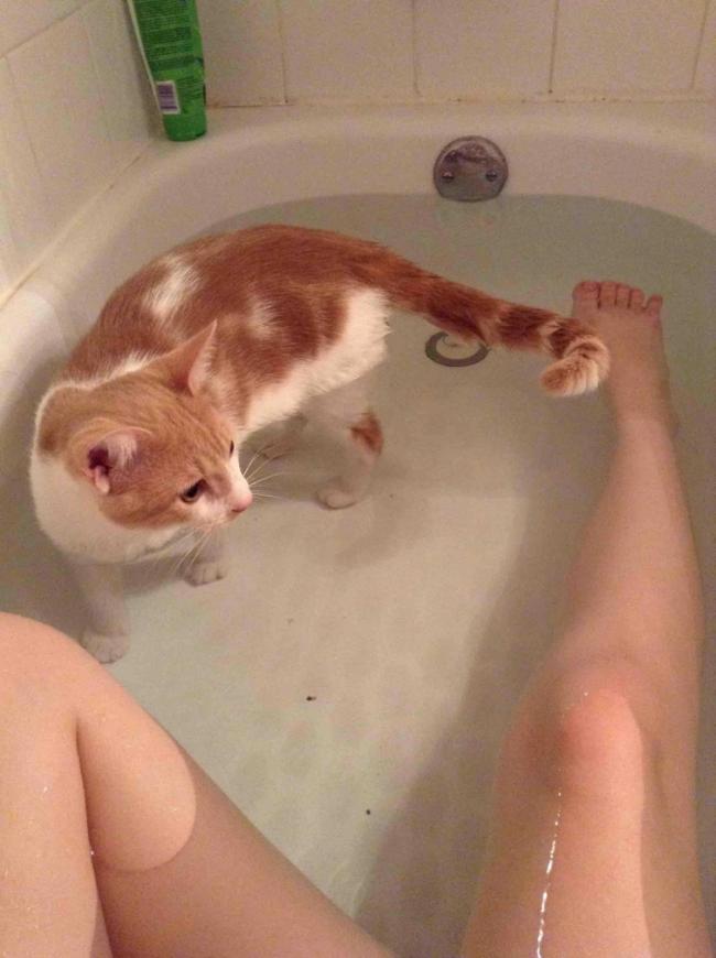 Курьезные снимки домашних животных, которые обожают принимать ванну