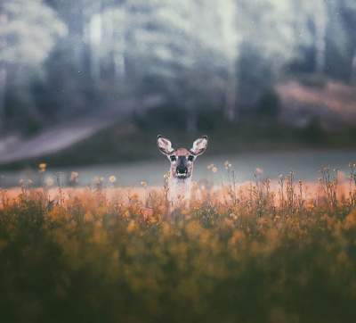 Финский фотограф показал потрясающие снимки лесных жителей. Фото