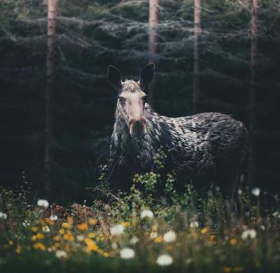 Финский фотограф показал потрясающие снимки лесных жителей. Фото