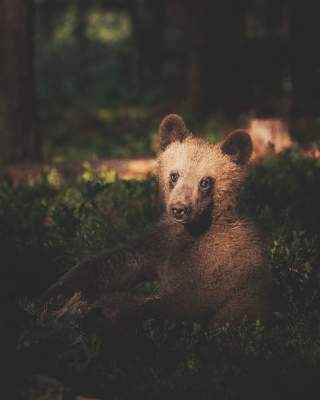 Финский фотограф показал потрясающие снимки лесных жителей. Фото