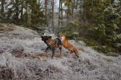 Лиса и охотничий пес удивили крепкой дружбой. Фото