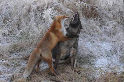Лиса и охотничий пес удивили крепкой дружбой. Фото