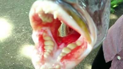 Необычный симбиоз: в Таиланде поймали рыбу с «человеческими» зубами