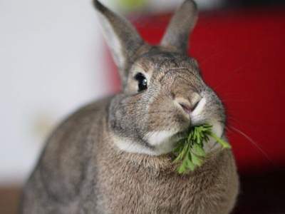Одиннадцать причин считать кроликов самыми милыми в мире созданиями