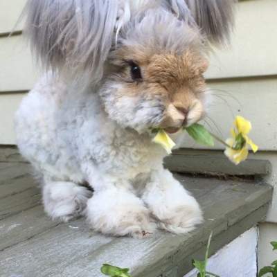 Одиннадцать причин считать кроликов самыми милыми в мире созданиями