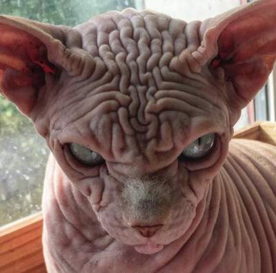 Злобный кот-сфинкс покорил Instagram