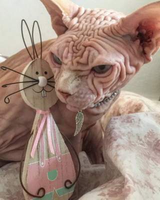 Злобный кот-сфинкс покорил Instagram