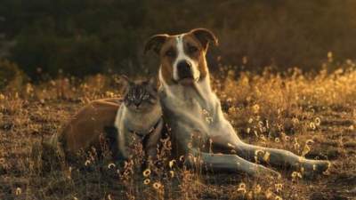Дружба кота и собаки покорила Instagram