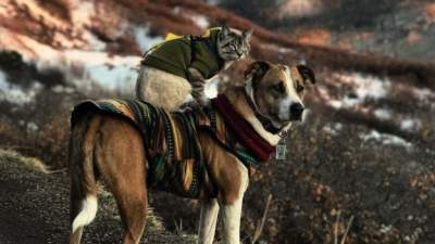 Дружба кота и собаки покорила Instagram