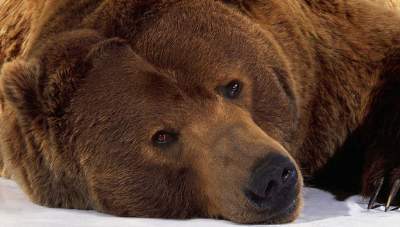 Медведь-переселенец заставил пограничников раскошелиться на ремонт забора
