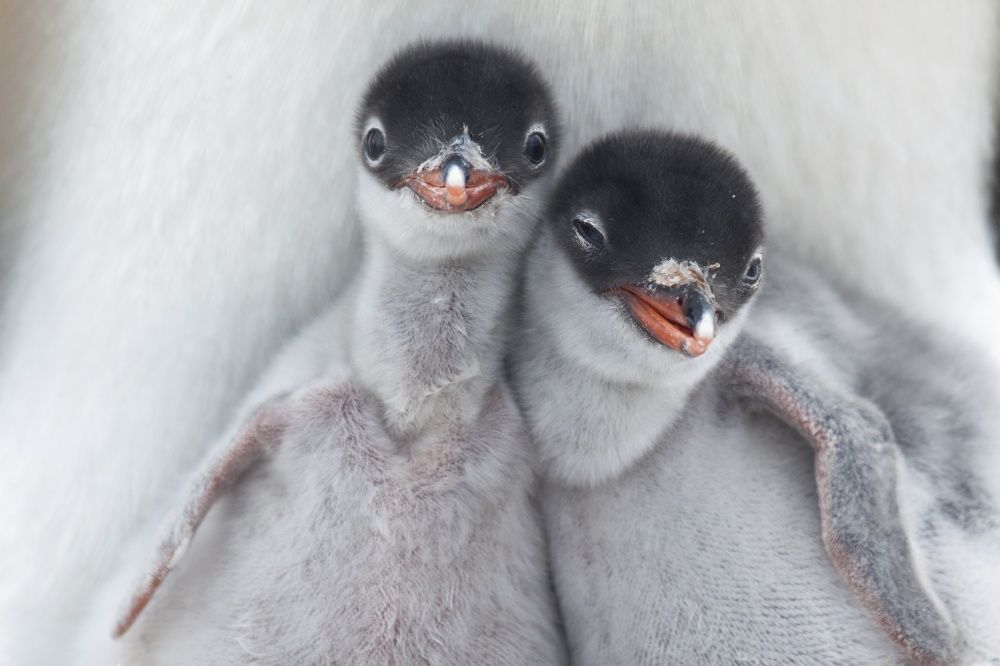 Эти милые и удивительные пингвины