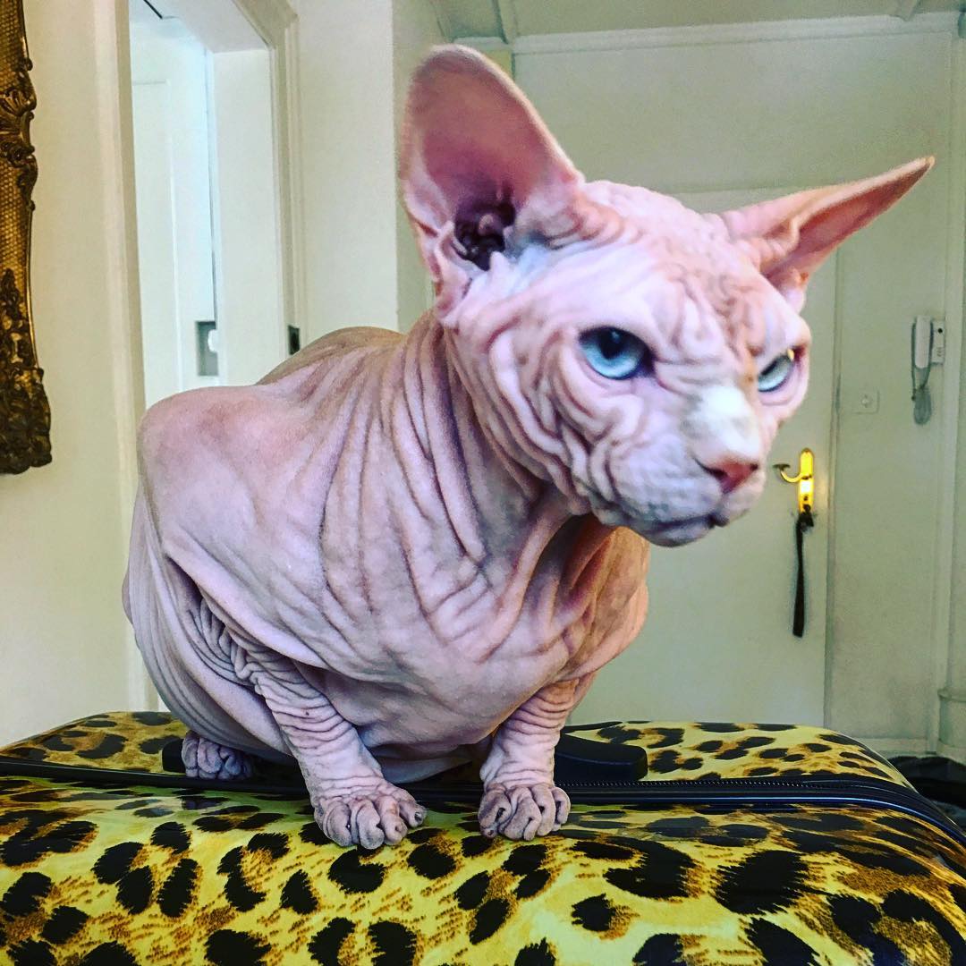 Лысый кот с суровым взглядом популярен в Instagram