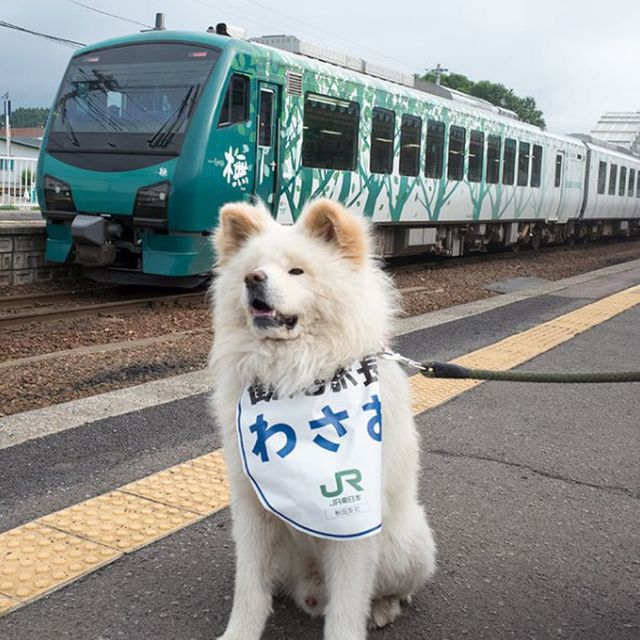 Бездомный пес стал начальником железнодорожного вокзала в Японии