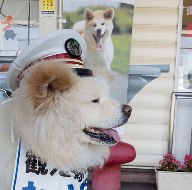 Бездомный пес стал начальником железнодорожного вокзала в Японии