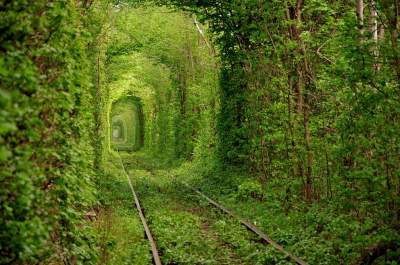 Невероятные тоннели из деревьев. Фото