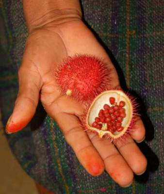 Так выглядят самые необычные фрукты мира. Фото