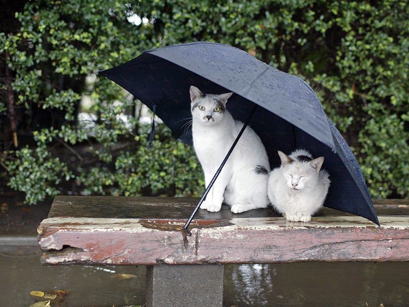 Животные прячутся от дождя