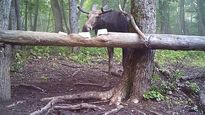 Снимки лесных жителей, сделанные на фотоловушки