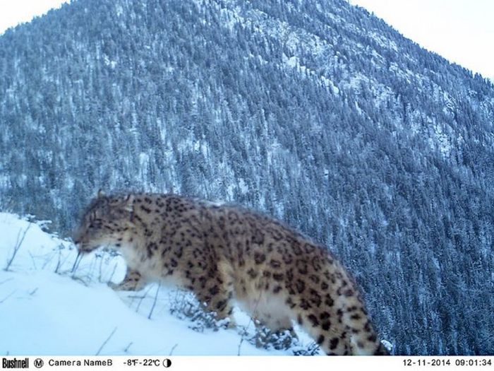 Снимки лесных жителей, сделанные на фотоловушки