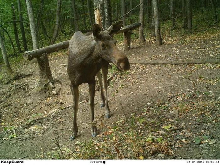 Снимки лесных жителей, сделанные на фотоловушки