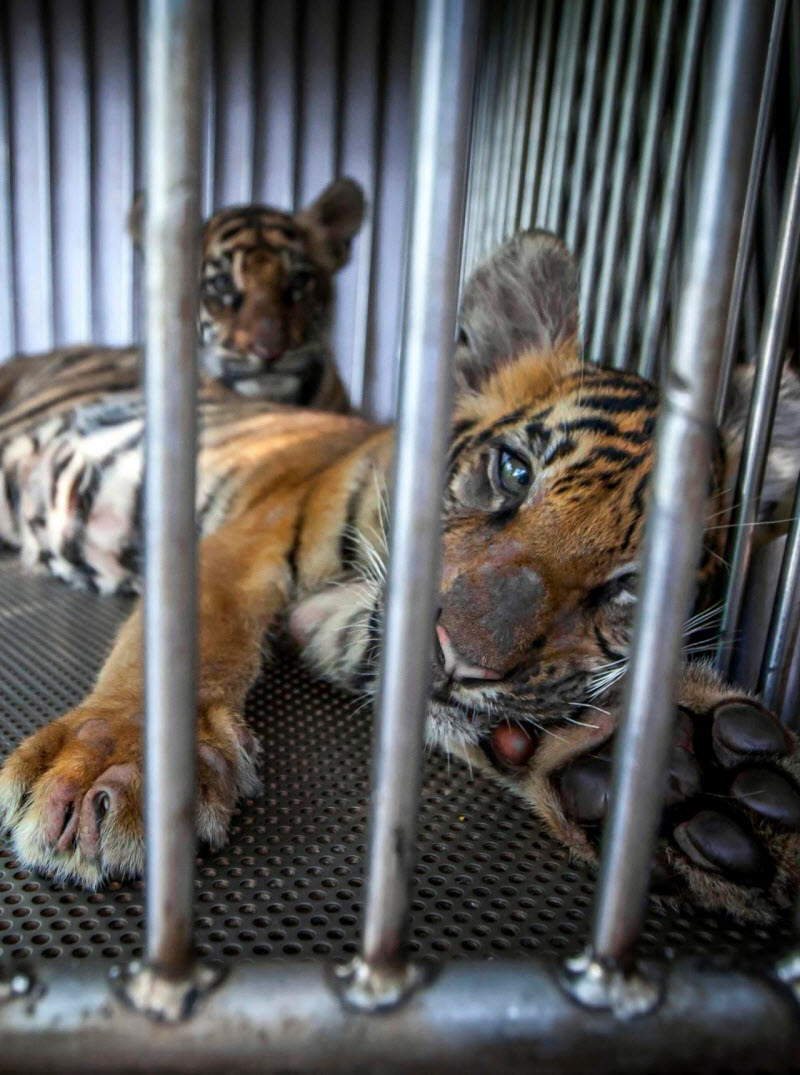 Таиландский зоопарк ужасов