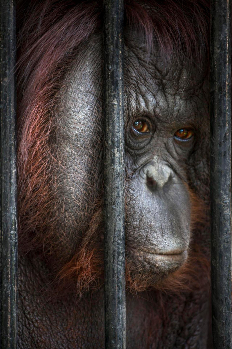 Таиландский зоопарк ужасов