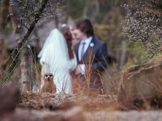Свадебные фотобомбы, которые лучше постановочных снимков