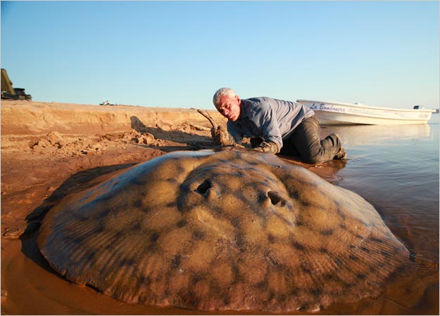 Рыбак выловил гигантского 127-килограммового ската