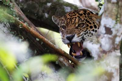 Среда обитания ягуаров в ярких снимках. Фото