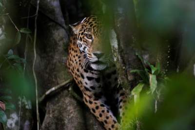 Среда обитания ягуаров в ярких снимках. Фото
