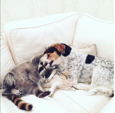 Енот стал верным другом собак и покорил Instagram