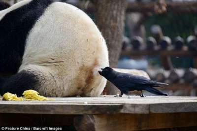 Наглый ворон "подстриг" зазевавшуюся панду