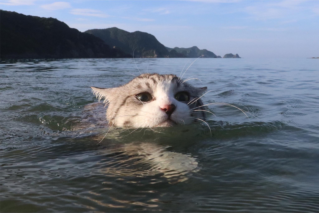 Ньянкичи - фотогеничный кот из Японии