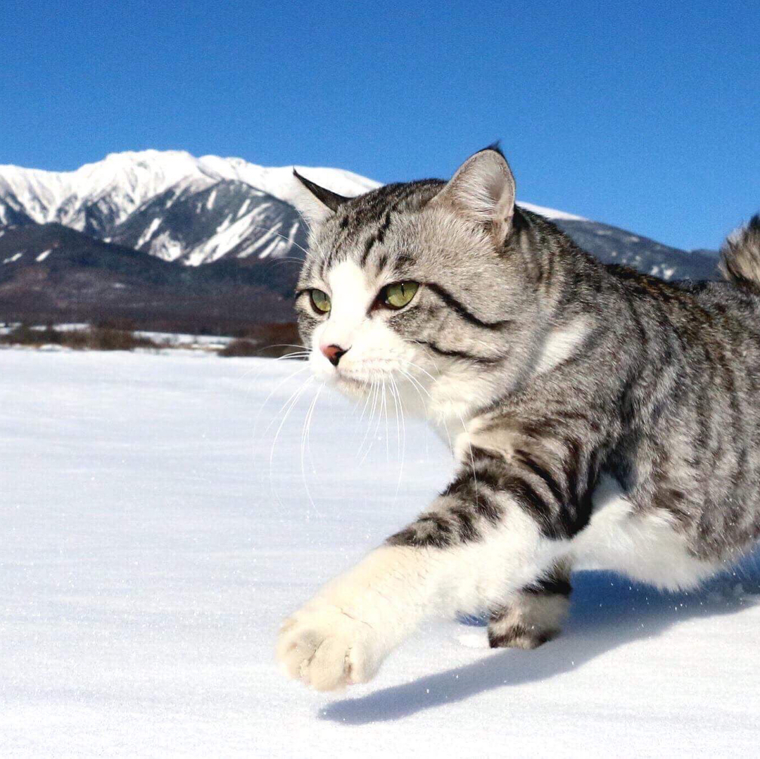 Ньянкичи - фотогеничный кот из Японии