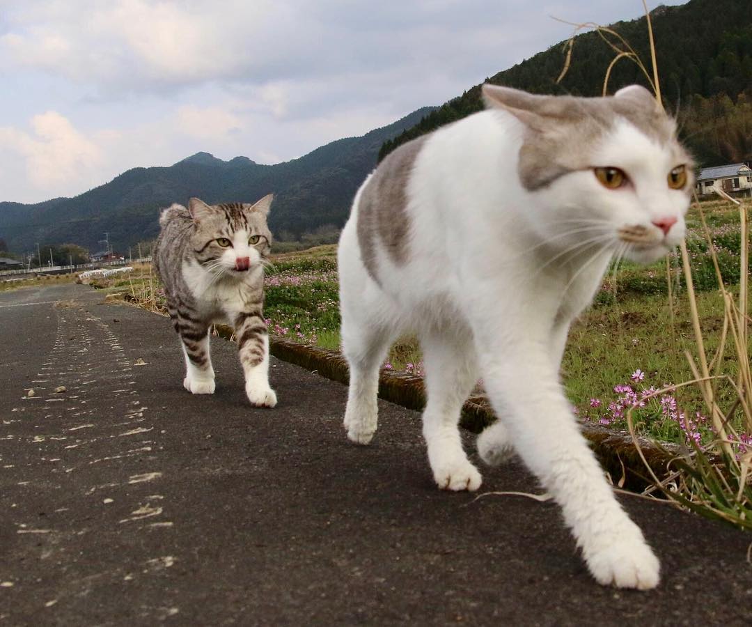 Ньянкичи - фотогеничный кот из Японии